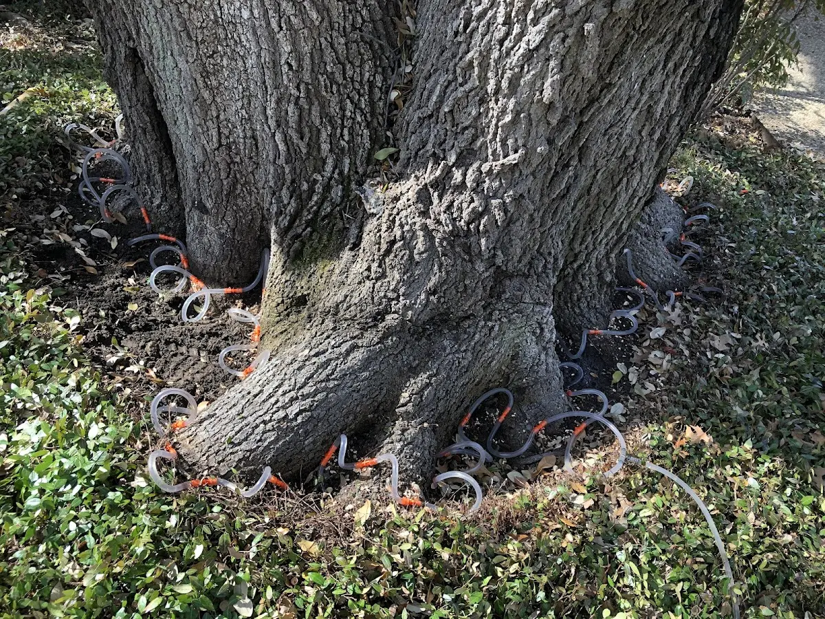 Detailed Tree Cabling and Bracing job site in New Llano