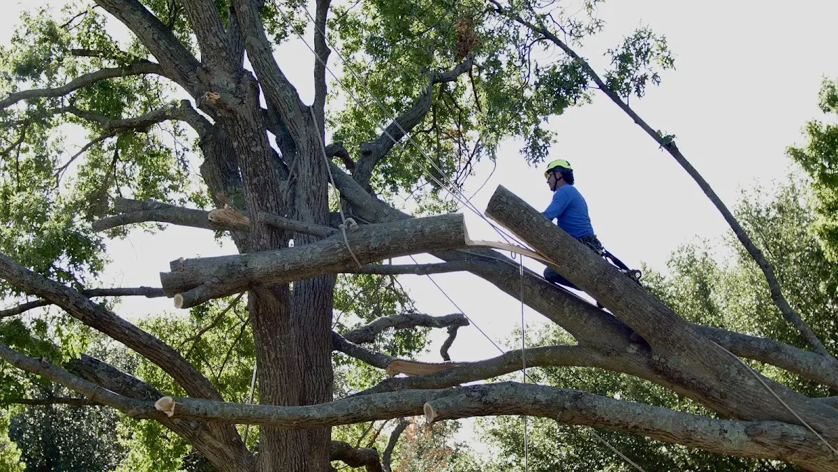 Professional Crown Thinning performed by certified arborists in New Llano